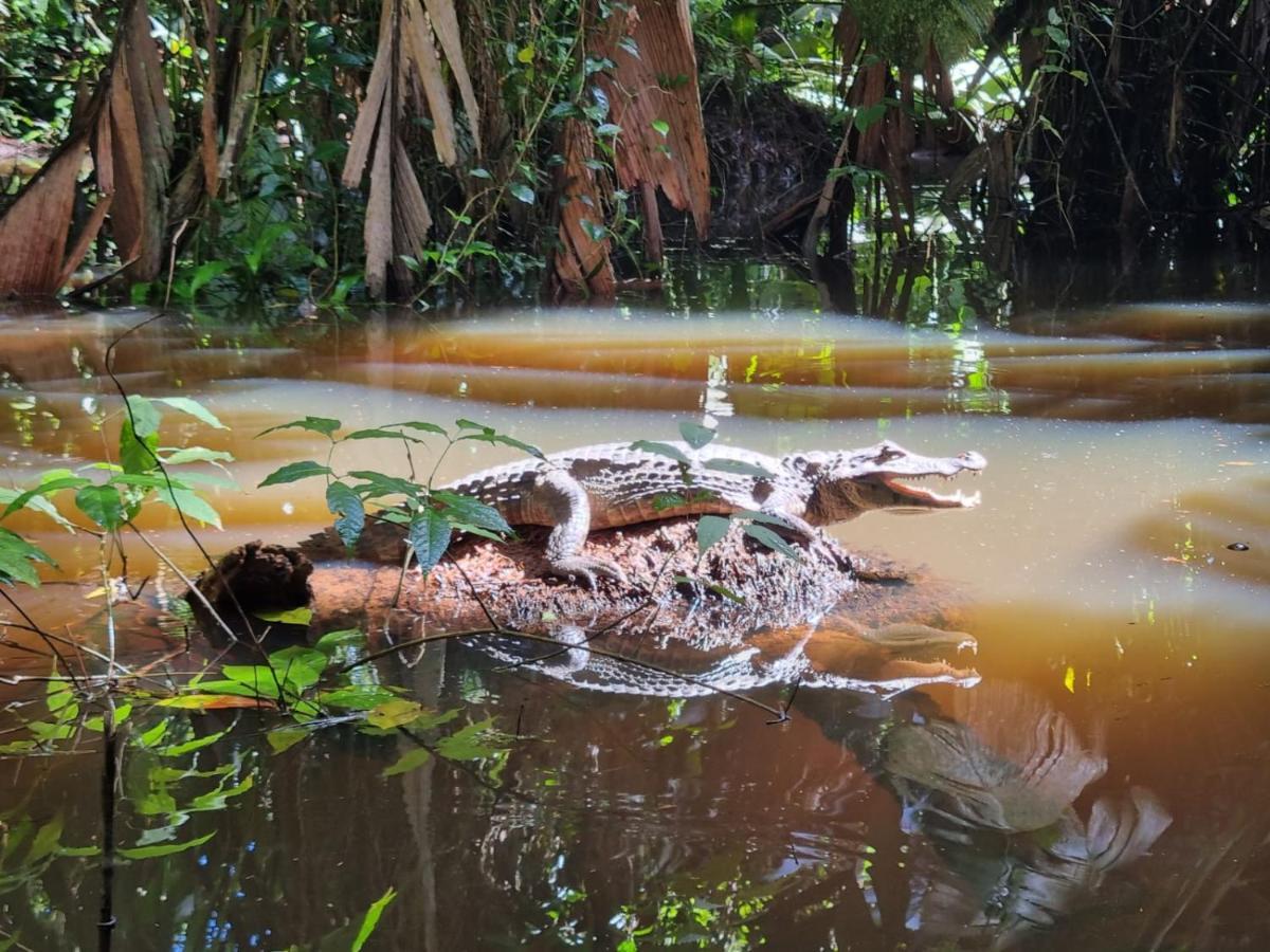 Micheck Beach House Tortuguero Εξωτερικό φωτογραφία